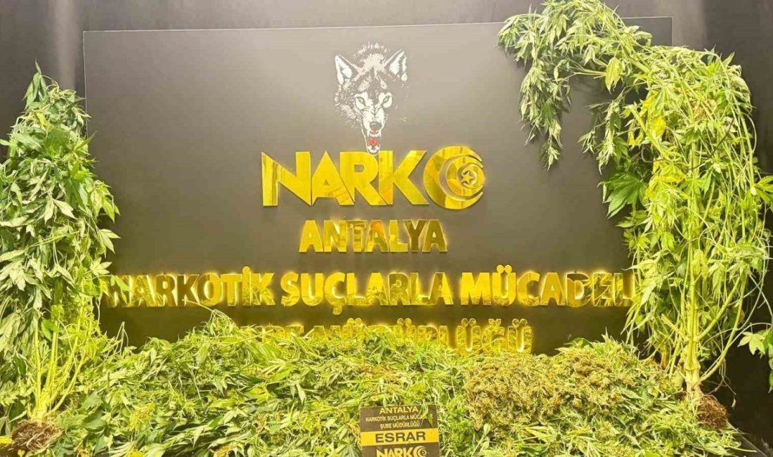 Antalya’da son 1 haftada 11 kilogram skunk ele geçirildi Antalya’da son 1 haftada düzenlenen operasyonlarda 11 kilogram skunk ve