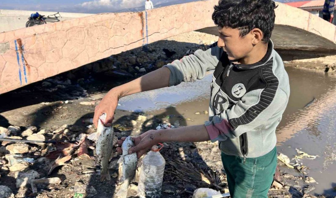 Evden getirdikleri perdeyle kanalda balık yakaladılar Hatay’da bir grup çocuk, evden getirdikleri perdeyle kanalda mahsur kalan