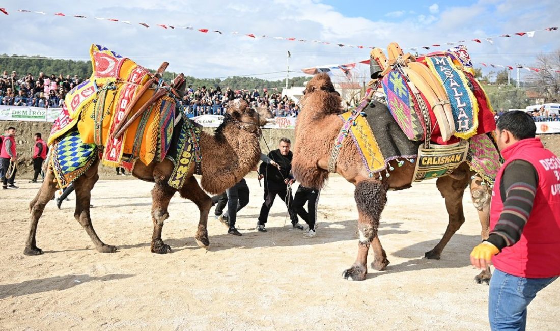 Kumluca’da Geleneksel Deve Gösterisi nefes kesti Kumluca Folklorik Deve Gösterisi yoğun bir katılımla gerçekleştirildi. Akdeniz’in dört