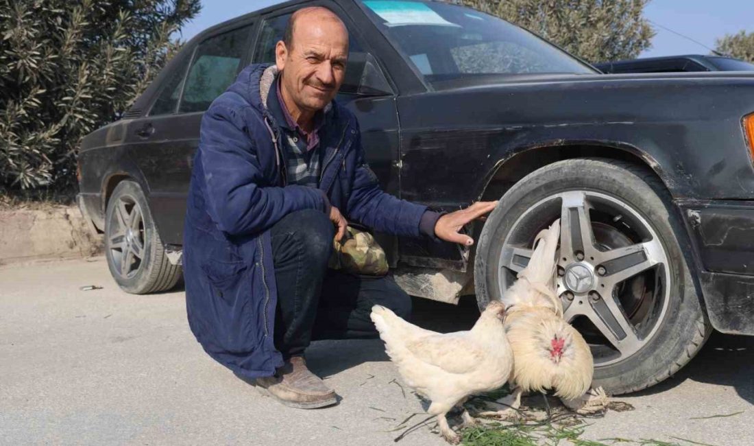 Tekere bağladığı horozuyla, tavuğunu arabasıyla birlikte satışa çıkardı Hatay’da aracını satmak için araba pazarına getiren Mehmet Kuyucu, hobi