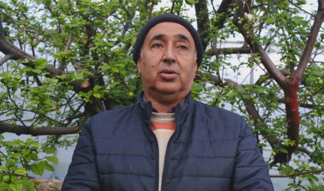 Türkiye’de en erken erik hasadının yapıldığı Mersin, seralarıyla ihracat talebine yetişemiyor Mersin’in Mut ilçesinde eriğin kilosu 8 bin liradan alıcı buluyor.