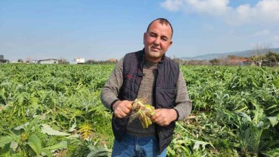 İzmir’in Urla ilçesinde coğrafi işaretli sakız enginarı bahçelerini don vurdu.