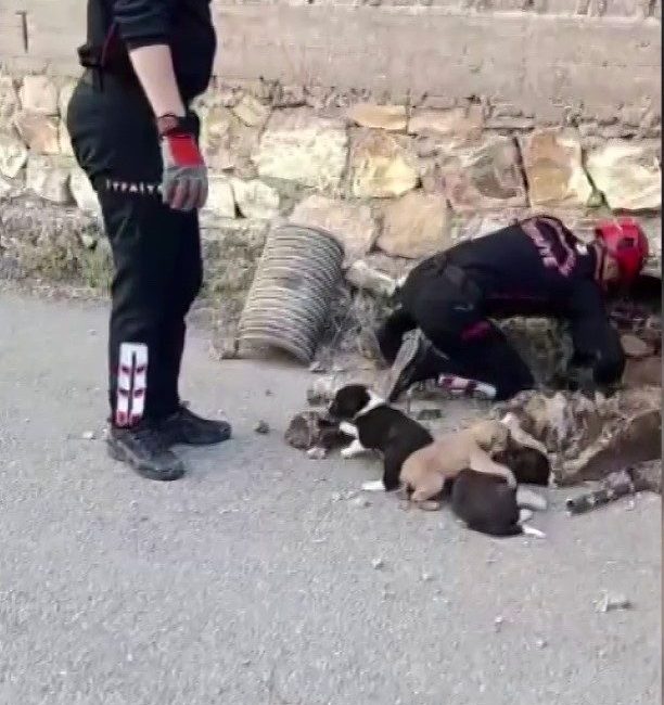 Kahramanmaraş’ta itfaiye ekipleri, su gideri borusuna sıkışan köpek yavrularını kurtardı.