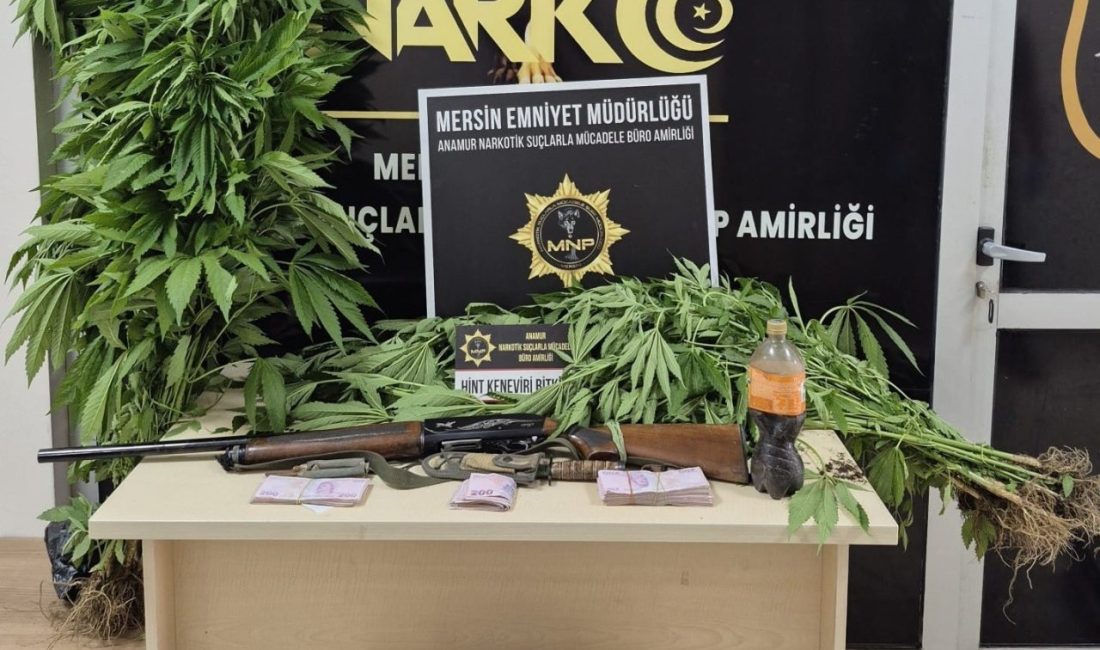 Mersin’in Anamur ilçesinde evinin bahçesinde Hint keneviri yetiştiren şüpheli tutuklandı.