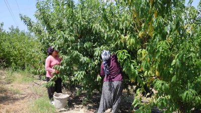 Adana’da şeftali hasadı başladı. Zirai donun vurduğu ürün bahçede 50