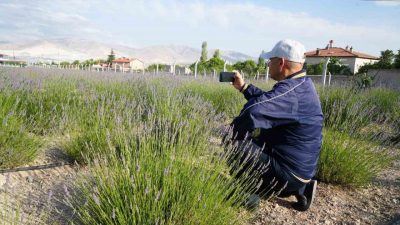 Niğde merkeze bağlı Yeşilburç köyünde kullanılmayan boş arazi, lavanta bahçesine