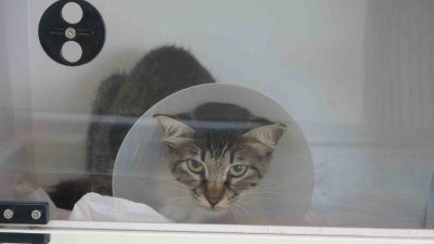 Mersin’de bir şahıs, köpeğiyle birlikte yürürken bir sokak kedisini defalarca