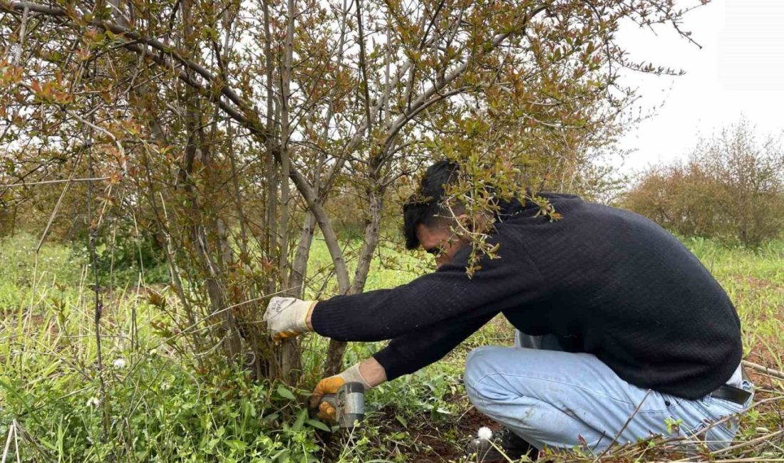 Avrupa Birliği (AB) tarafından tescillenen Suruç narında baharın gelmesiyle birlikte