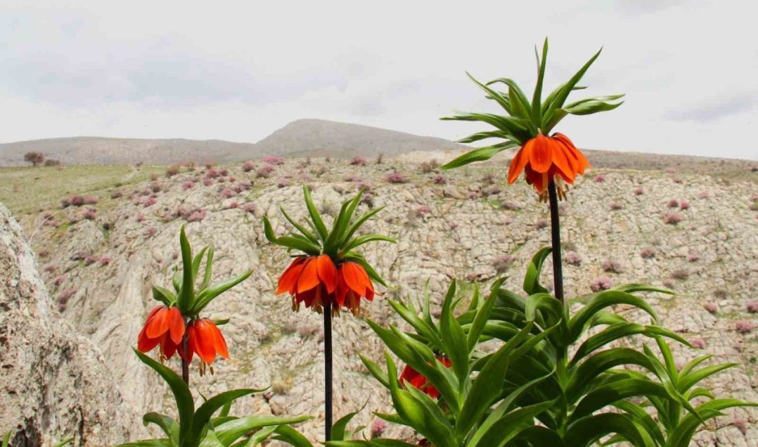 Kahramanmaraş’ın Afşin ilçesinde baharın gelişiyle birlikte ters laleler çiçek açtı.