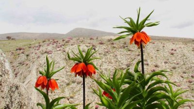 Kahramanmaraş’ın Afşin ilçesinde baharın gelişiyle birlikte ters laleler çiçek açtı.