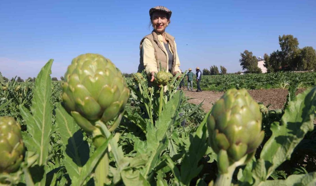 Hatay’da akademisyen çiftçi Elif Ovalı tarafından 5 dönüm arazide ekimi