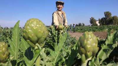 Hatay’da akademisyen çiftçi Elif Ovalı tarafından 5 dönüm arazide ekimi
