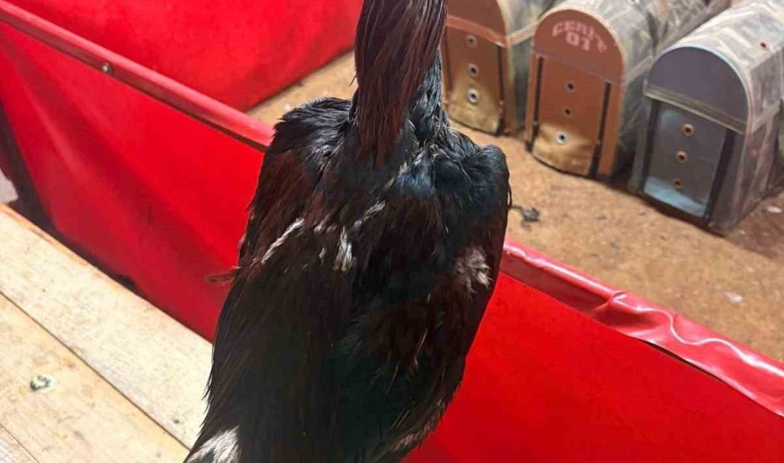 Antalya’nın Alanya ilçesinde bir depoda horoz dövüşü yaptırıldığı ihbarı üzerine