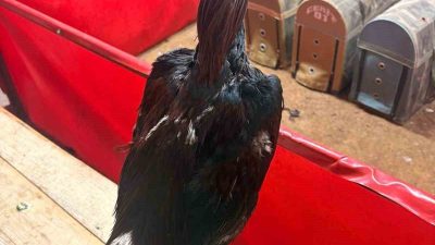 Antalya’nın Alanya ilçesinde bir depoda horoz dövüşü yaptırıldığı ihbarı üzerine