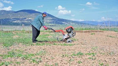 Antalya Büyükşehir Belediyesi hem geleneksel ipek böceği yetiştiriciliğini yaşatmak hem