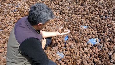 Kahramanmaraş Orman Bölge Müdürlüğü, gençleştirme sahalarında kullanılmak üzere hazırlanan kızılçam