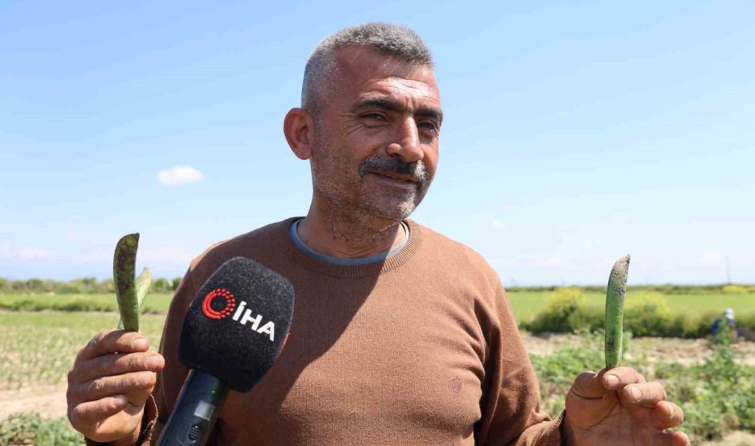 Adana’da bir üretici, hasat ettiği bezelyeleri, yüksek rekolte nedeniyle hamsiye