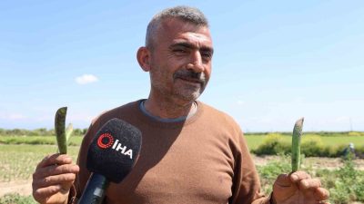Adana’da bir üretici, hasat ettiği bezelyeleri, yüksek rekolte nedeniyle hamsiye