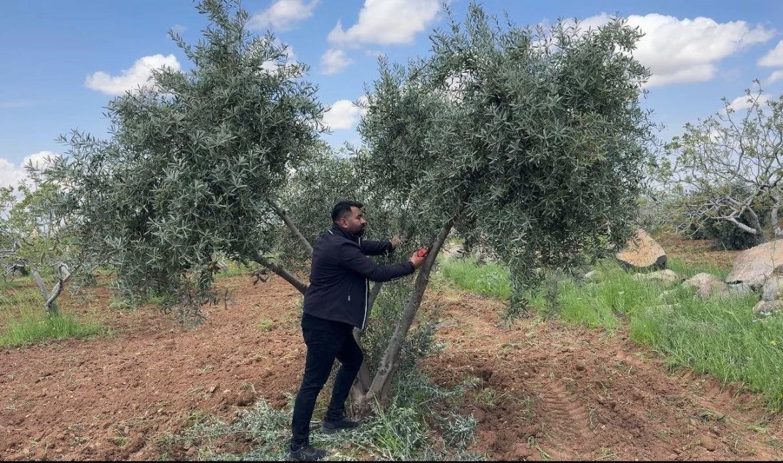Şanlıurfa’da zeytin üreticilerine bahar döneminde ilaçlama, budama ve bakım yapılırken