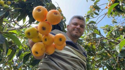 Mersin’de ’sarı altın’ olarak bilinen Malta eriğinde (yenidünya) açık bahçelerde