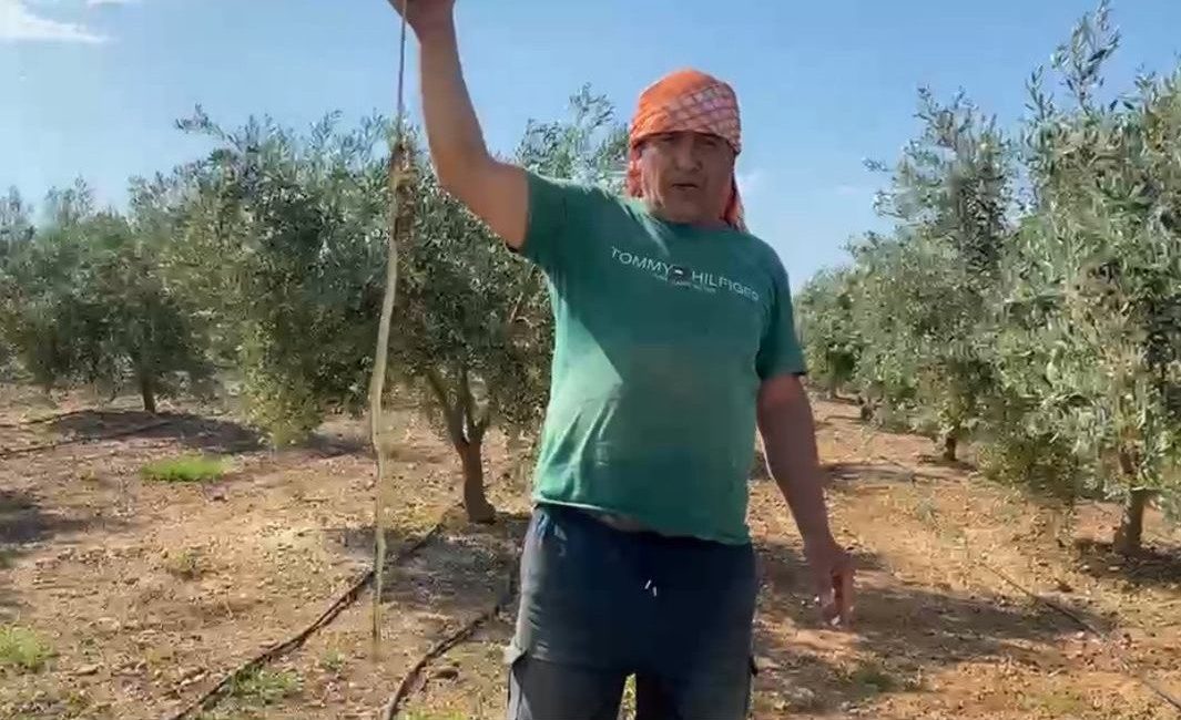 Antalya’nın Serik ilçesinde karpuz hasadı yapan çiftçi, serada karşısına çıkan