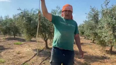 Antalya’nın Serik ilçesinde karpuz hasadı yapan çiftçi, serada karşısına çıkan