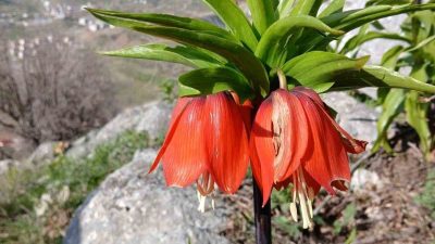 Adıyaman’ın Sincik ilçesinin dağlık alanlarında baharın gelişiyle açan ters laleler,