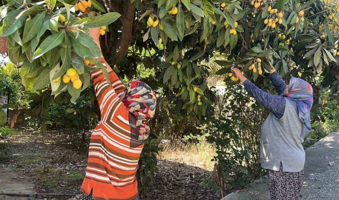 Antalya’nın Alanya ilçesinde yaşayan Recep Erdoğan, bahçesinde yetişen ve halk