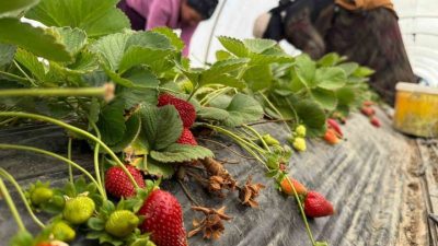 Antalya’nın önemli tarım merkezlerinden biri olan Serik’te güncel verilere göre