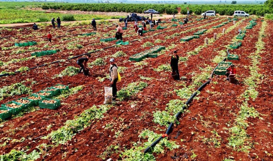 Türkiye’nin en erkenci patatesinin yetiştiği Adana’da hasat başladı. Yağmurlar nedeniyle