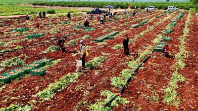 Türkiye’nin en erkenci patatesinin yetiştiği Adana’da hasat başladı. Yağmurlar nedeniyle