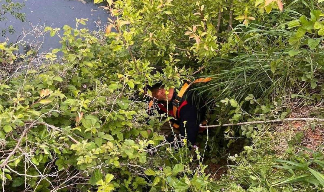 Hatay’ın Yayladağı ilçesinde su göletine düşerek mahsur kalan büyükbaş hayvan,