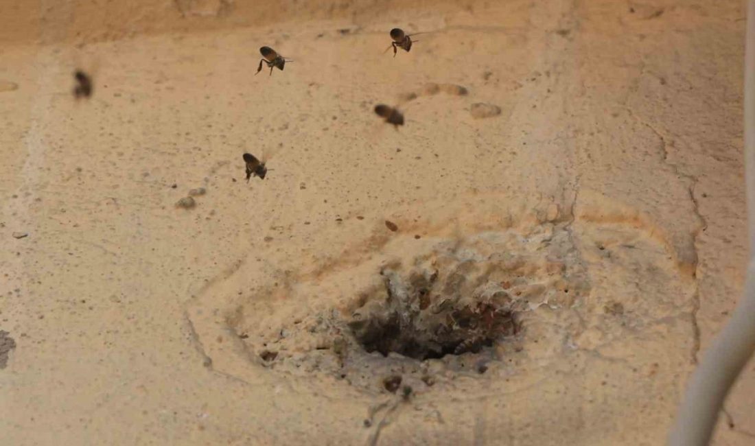 Hatay’da 2 katlı binanın giriş katındaki duvarda bulunan delikten içeri