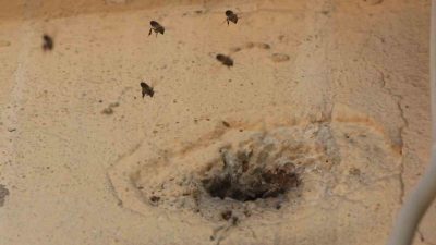 Hatay’da 2 katlı binanın giriş katındaki duvarda bulunan delikten içeri