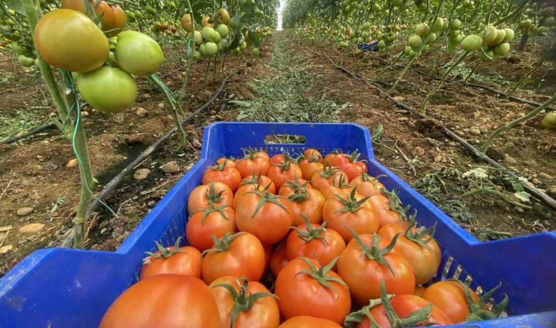 Antalya hallerinde işlem gören domates miktar endeksi Nisan ayında yıllık