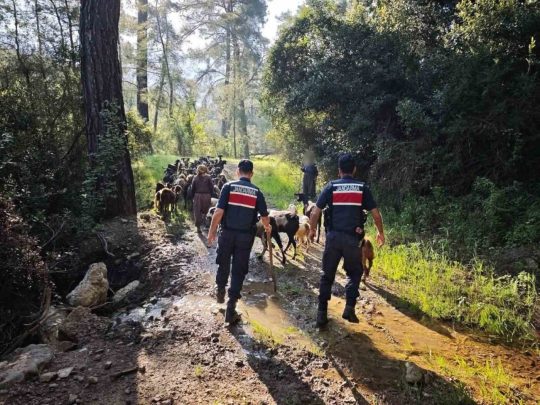 Antalya’nın Kumluca ilçesinde sürüden ayrılıp kaybolan 41 keçi, jandarma ekipleri