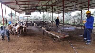 Antalya Büyükşehir Belediyesi, yaz aylarında sinek ve haşerelere karşı popülasyonu