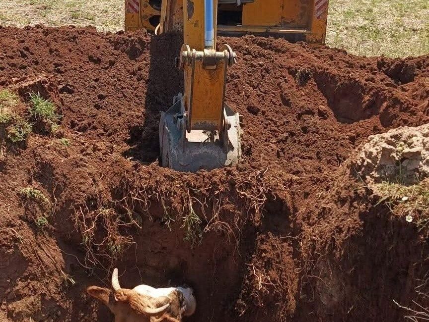 Yozgat’ın Sorgun ilçesinde çukura düşen ineği ilçe özel idaresi ekipleri