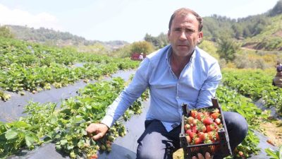 Hatay’da çiftçilerin üretimde sıklıkla tercih ettiği çilekte hasat başladı, kilogram