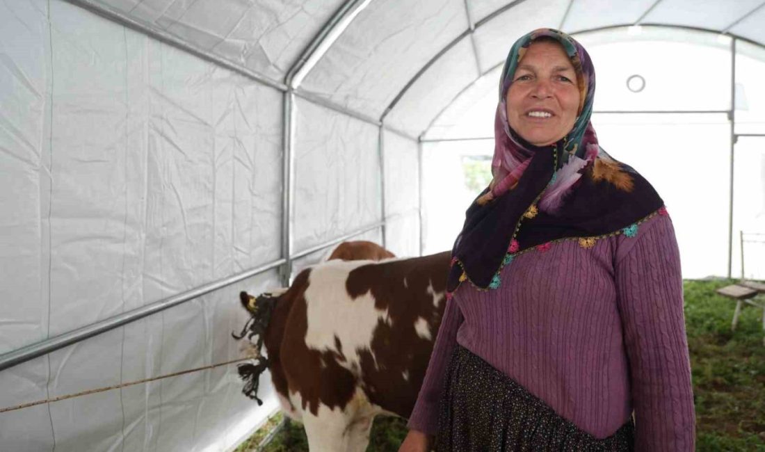 Adana’nın Kozan ilçesinde yaşanan sel felaketinde 1 inek, 1 keçi,