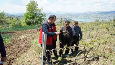Kahramanmaraş Büyükşehir Belediyesi, coğrafi işaretli Kabarcık Üzümü’nün anavatanı Bertiz bölgesinde