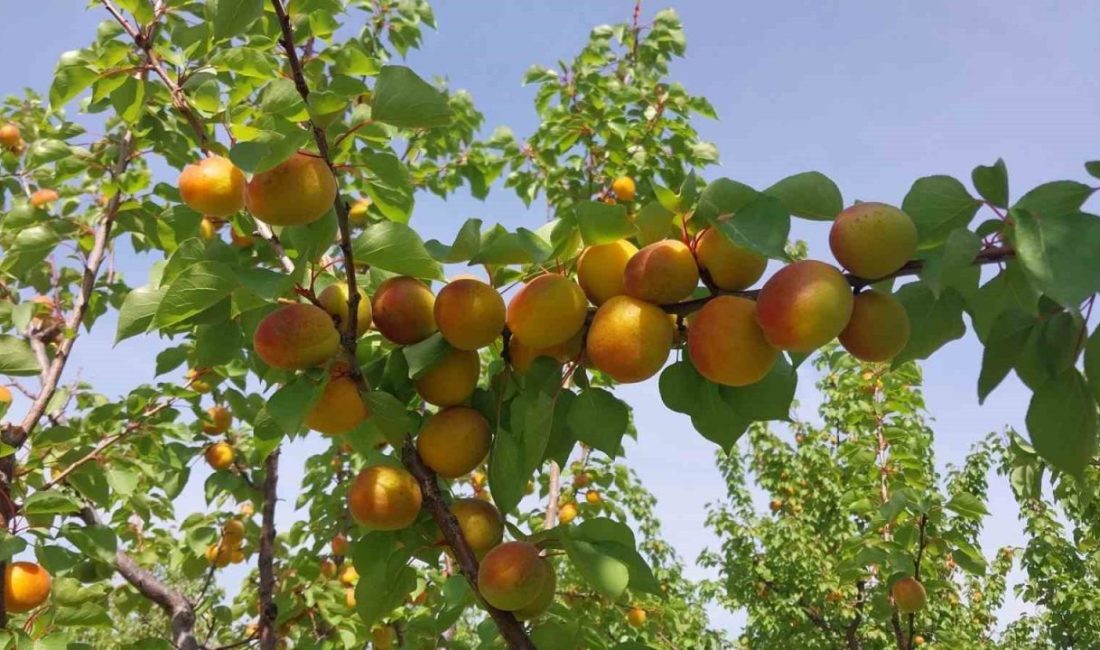 Mersin’in Mut ilçesinde tescilli sofralık kayısıda hasat başlarken, bu yıl