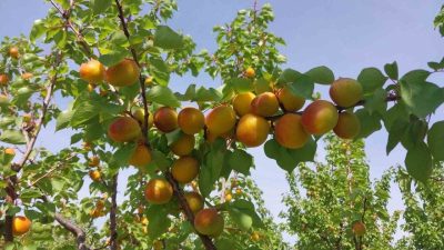 Mersin’in Mut ilçesinde tescilli sofralık kayısıda hasat başlarken, bu yıl
