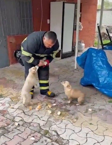 Niğde’de baraj taşkınında mahsur kalan 2 yavru köpek itfaiye ekiplerince kurtarıldı Niğde’de Koyunlu Barajı’ndan taşan su nedeniyle bahçe içindeki bir evde