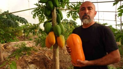 Antalya’nın Alanya ilçesinde son yıllarda yaygınlaşan tropikal meyve üretiminde papaya